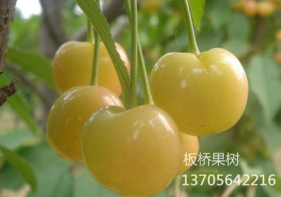 美白樱桃
