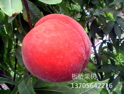夏红脆桃