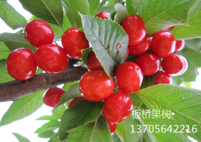 美国早脆