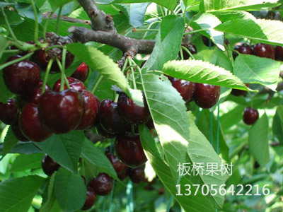 黑樱桃
