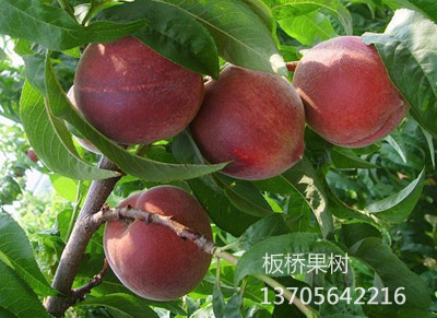 突围桃