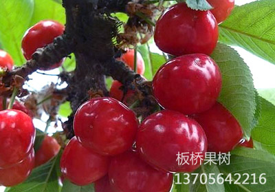 布拉