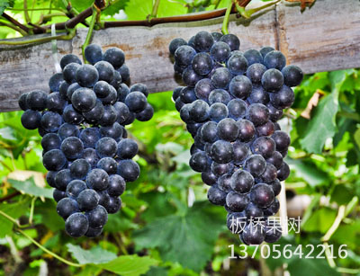 夏黑芽变(早夏无核)