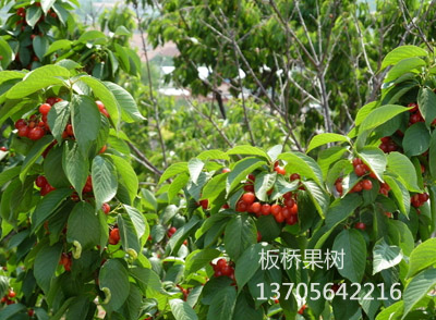 早红宝石樱桃