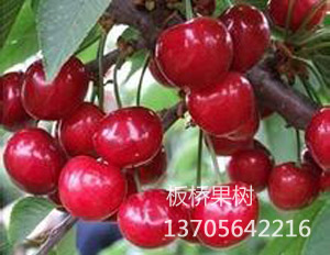 红冠
