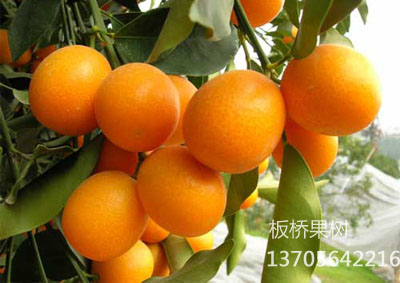 金桔