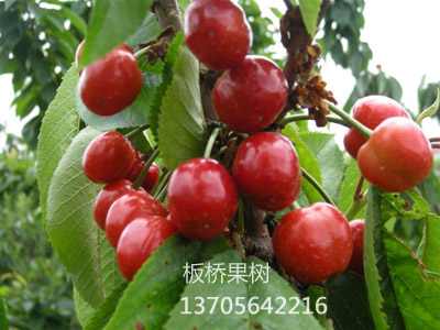 布鲁克斯