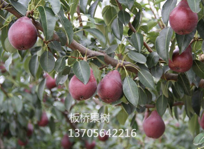 早红星梨