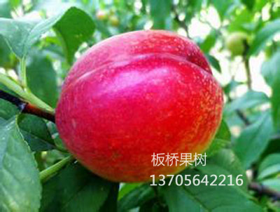 中油12号