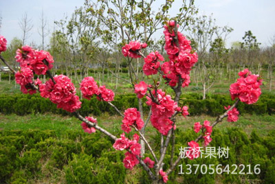 红花寿星桃