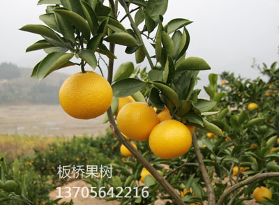 太空桔柚