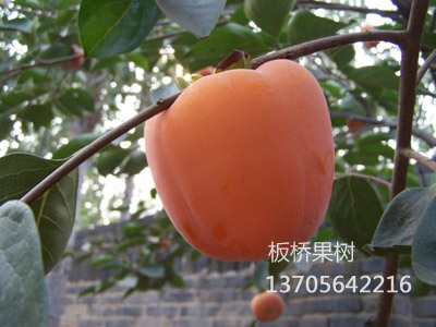 日本三代斤柿