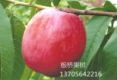 极早518