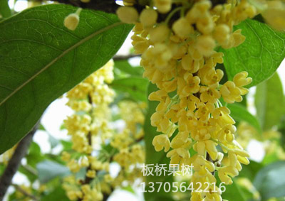 玉玲珑桂花