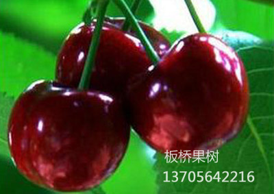 朱砂红