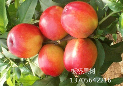 中油10号油桃