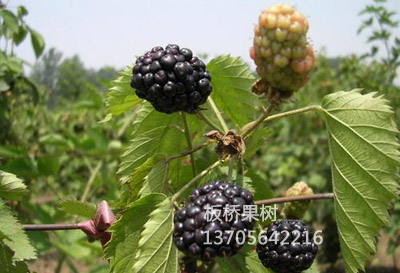 智利黑莓